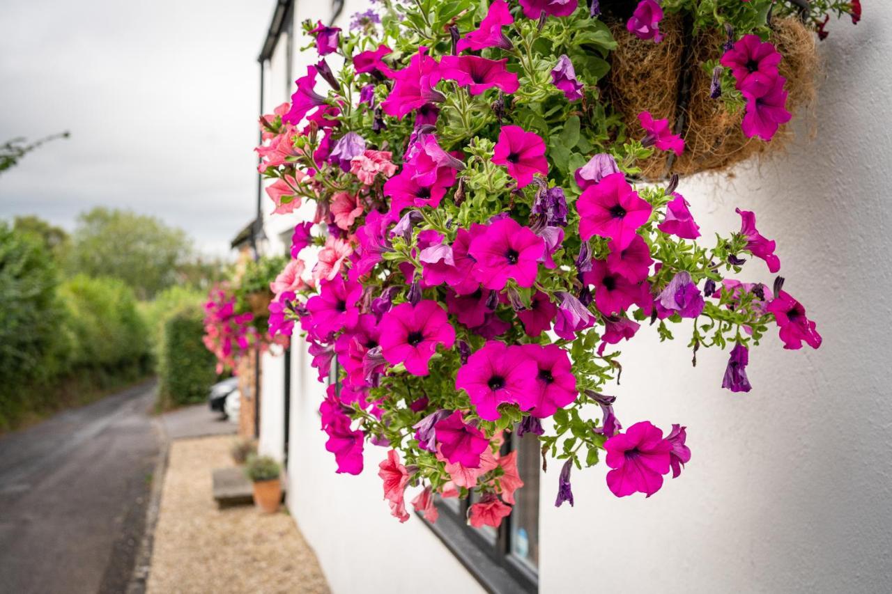 Woodview - Cosy 1840S Cottage In Chew Valley And Mendip Aonb Compton Martin Экстерьер фото